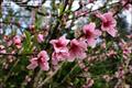 P. persica var. nectarina